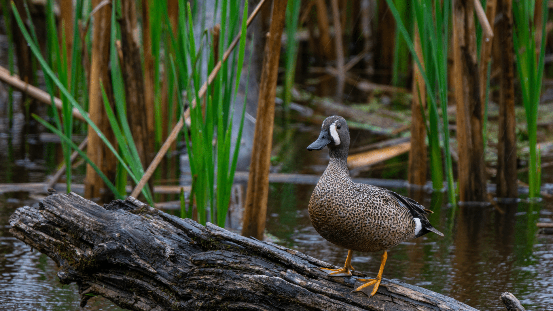 Horicon Marsh - Duck on a Log