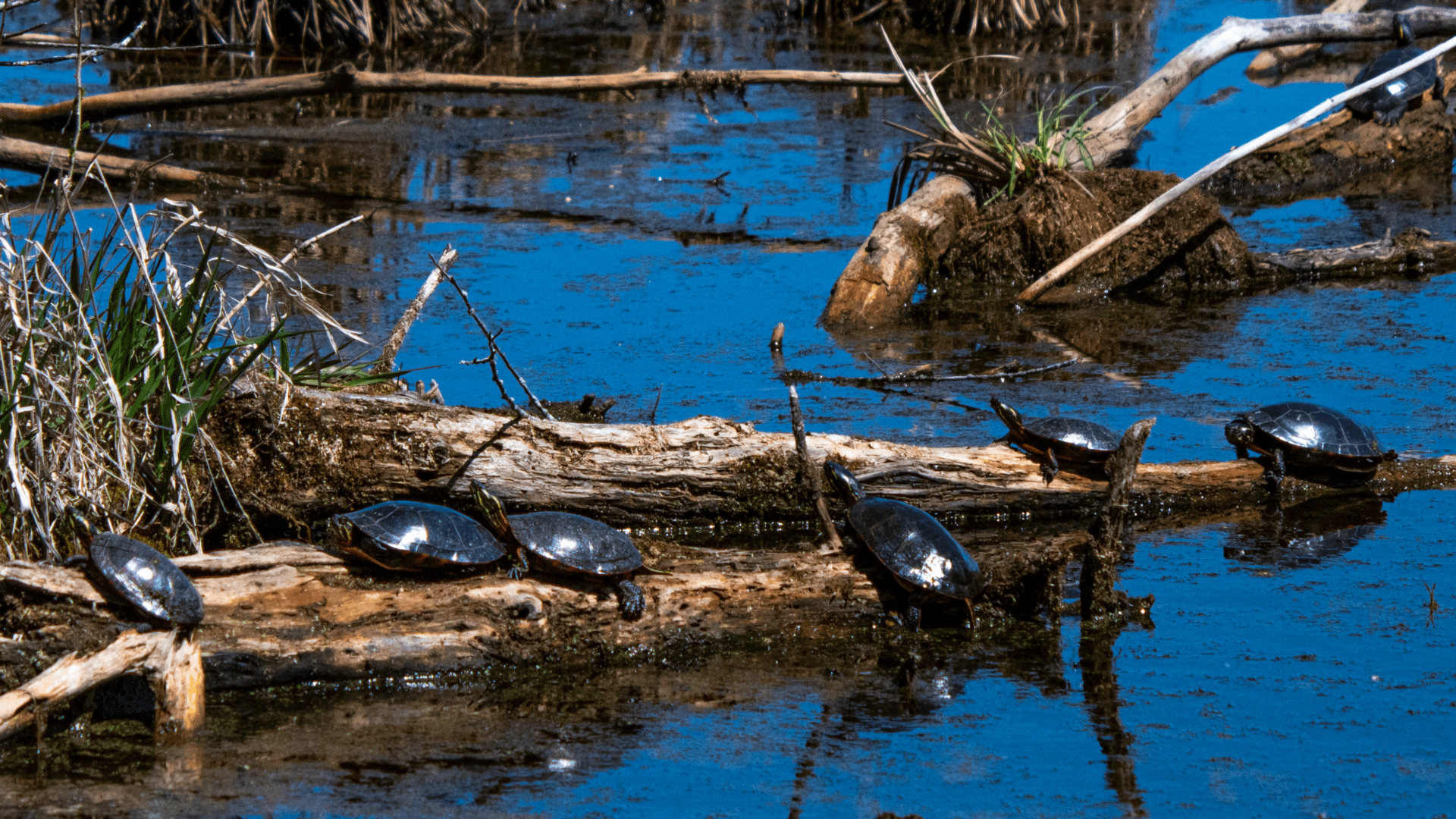 Horicon Marsh -  Turtles on a Log